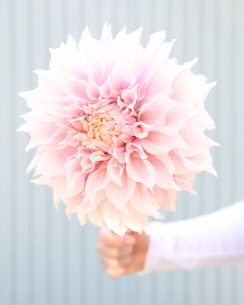 Eine Dahlienblüte der Sorte KAs Lavender Blush vor einem hellblauen Hintergrund.