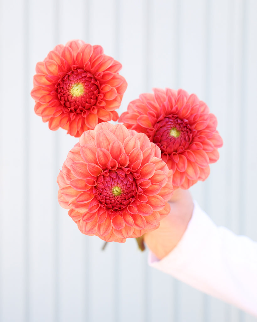 Drei Dahlienblüten der Sorte KA Blood Orange vor einem hellblauen Hintergrund.