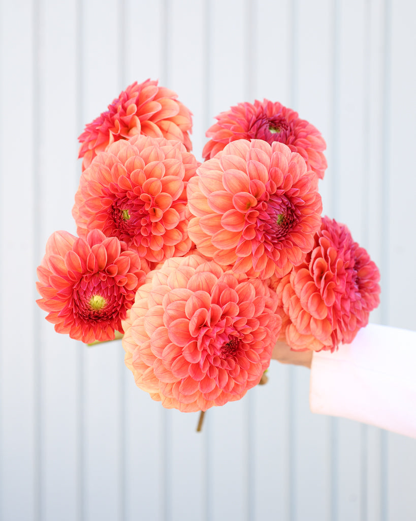 Ein Dahlienstrauß mit Blüten der Sorte KA Blood Orange vor einem hellblauen Hintergrund.