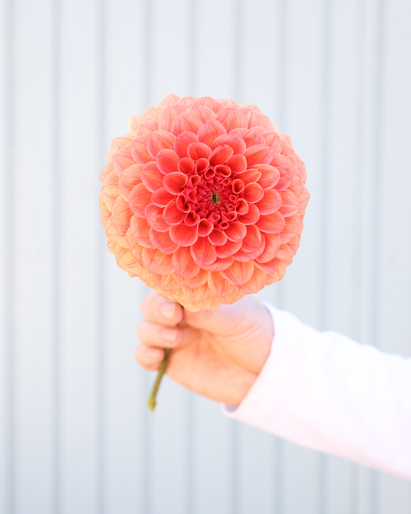 Eine Dahlienblüte der Sorte KA Blood Orange vor einem hellblauen Hintergrund.