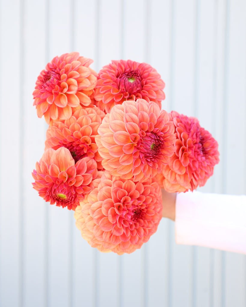 Ein Strauß Dahlienmit Büten der Sorte KA Blood Orange vor einem hellblauen Hintergrund.