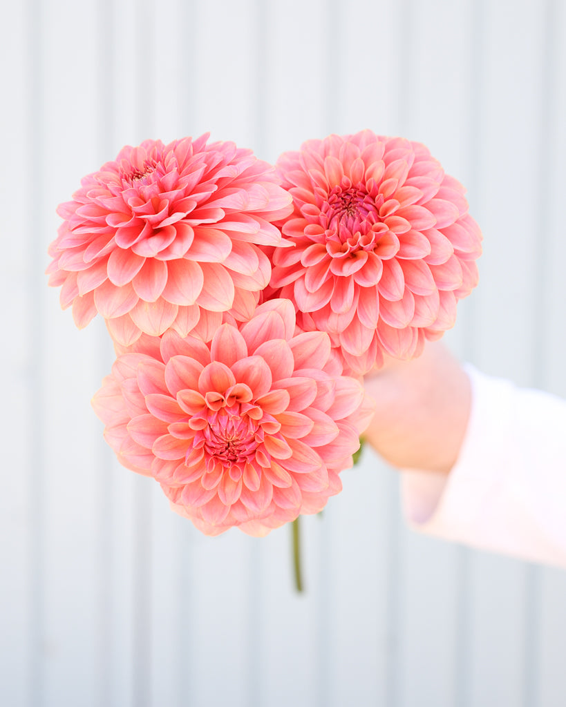 Drei Dahlienlüten der Sorte KAs Boho Peach vor einem hellblauen Hintergrund.