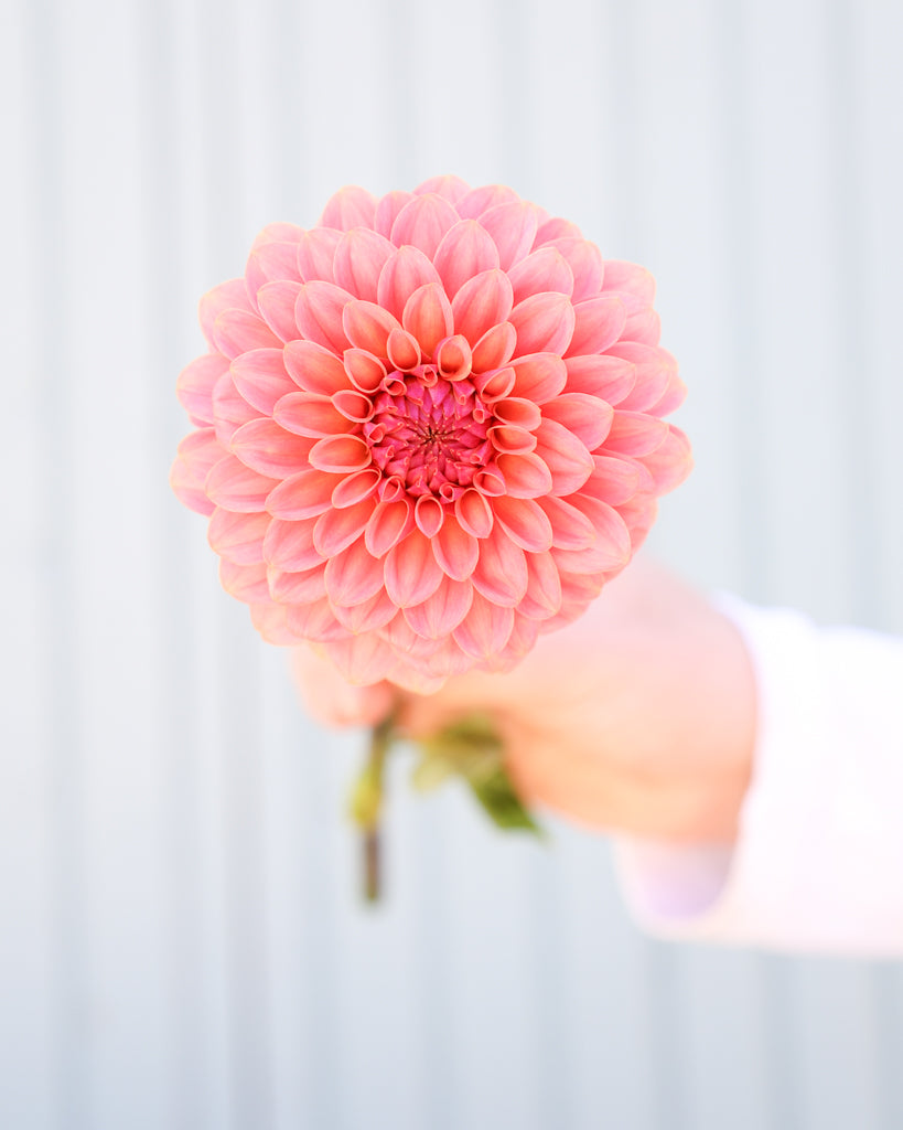 Eine Dahlienlüte der Sorte KAs Boho Peach vor einem hellblauen Hintergrund.