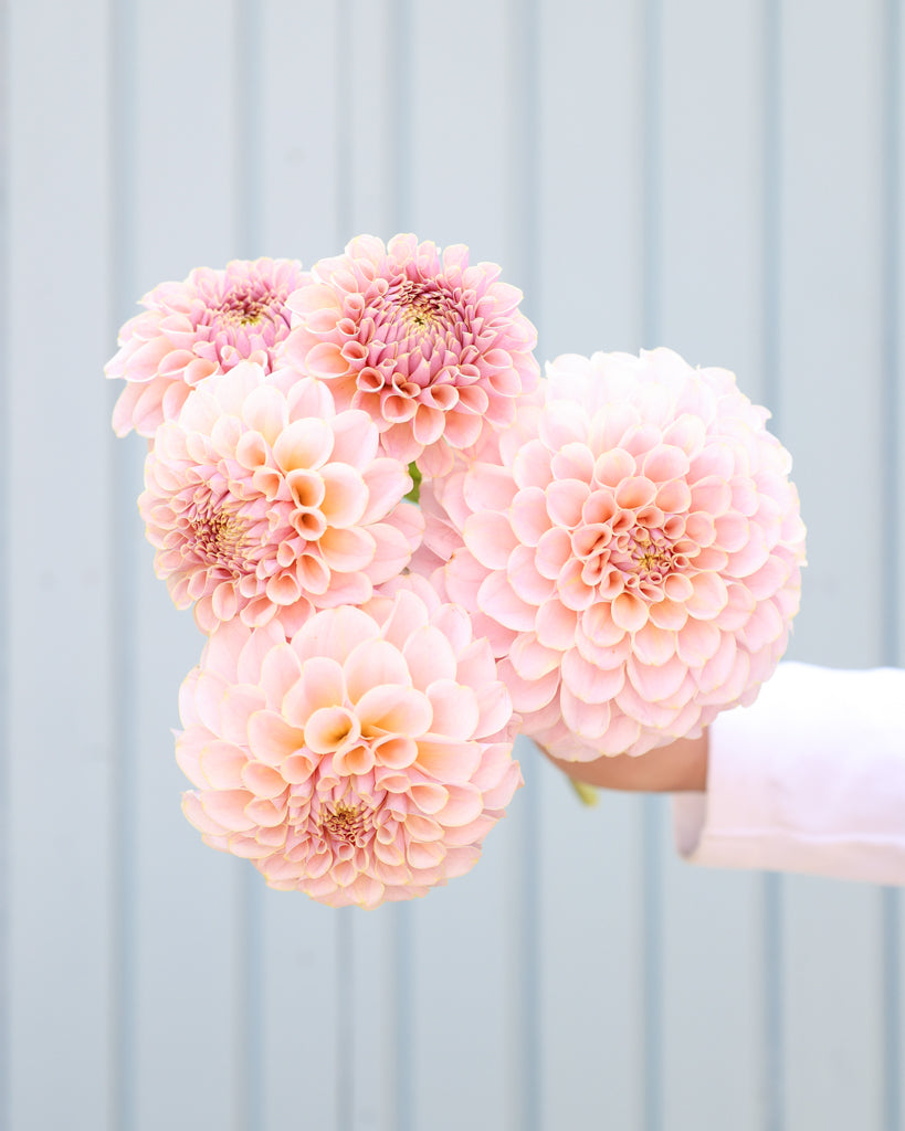 Eine Strauß Dahlien mit Blüte der Sorte KAs Cinder Rose vor einem hellblauen Hintergrund.