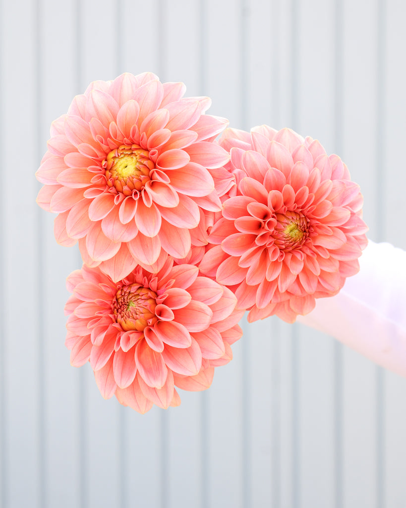 Drei Dahlien mit Blüten der Sorte KAs Guava vor einem hellblauen Hintergrund.