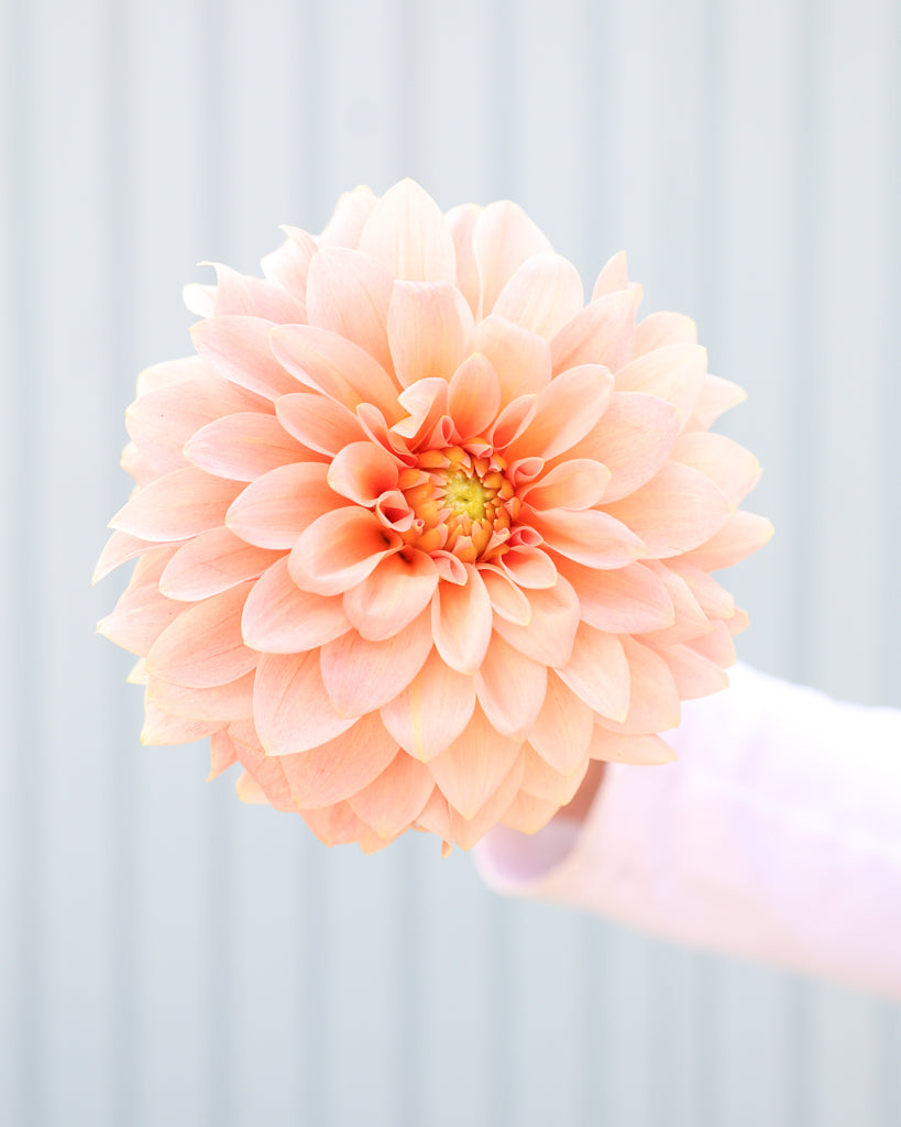 Eine Dahlienblüte der Sorte KAs Guava vor einem hellblauen Hintergrund.