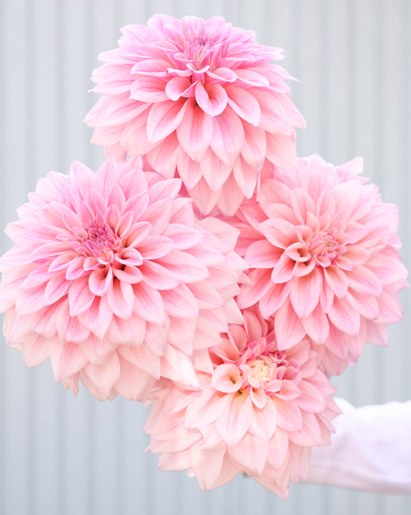 Ein Strauß Dahlien mit Blüten der Sorte KAs Mocha Jake vor einem hellblauen Hintergrund.