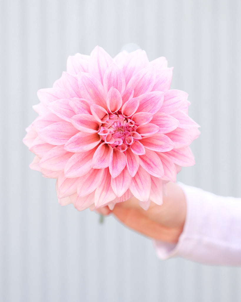 Eine Dahlienblüten der Sorte KAs Mocha Jake vor einem hellblauen Hintergrund.