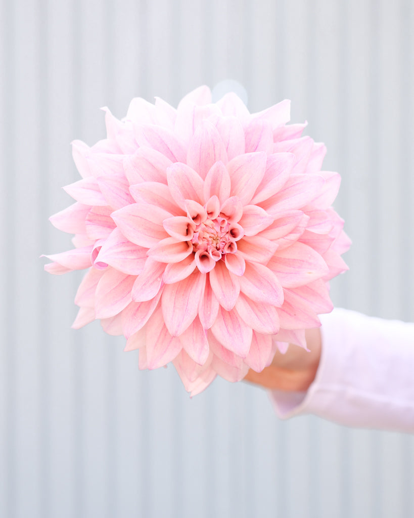 Eine Dahlienblüten der Sorte KAs Mocha Jake vor einem hellblauen Hintergrund.