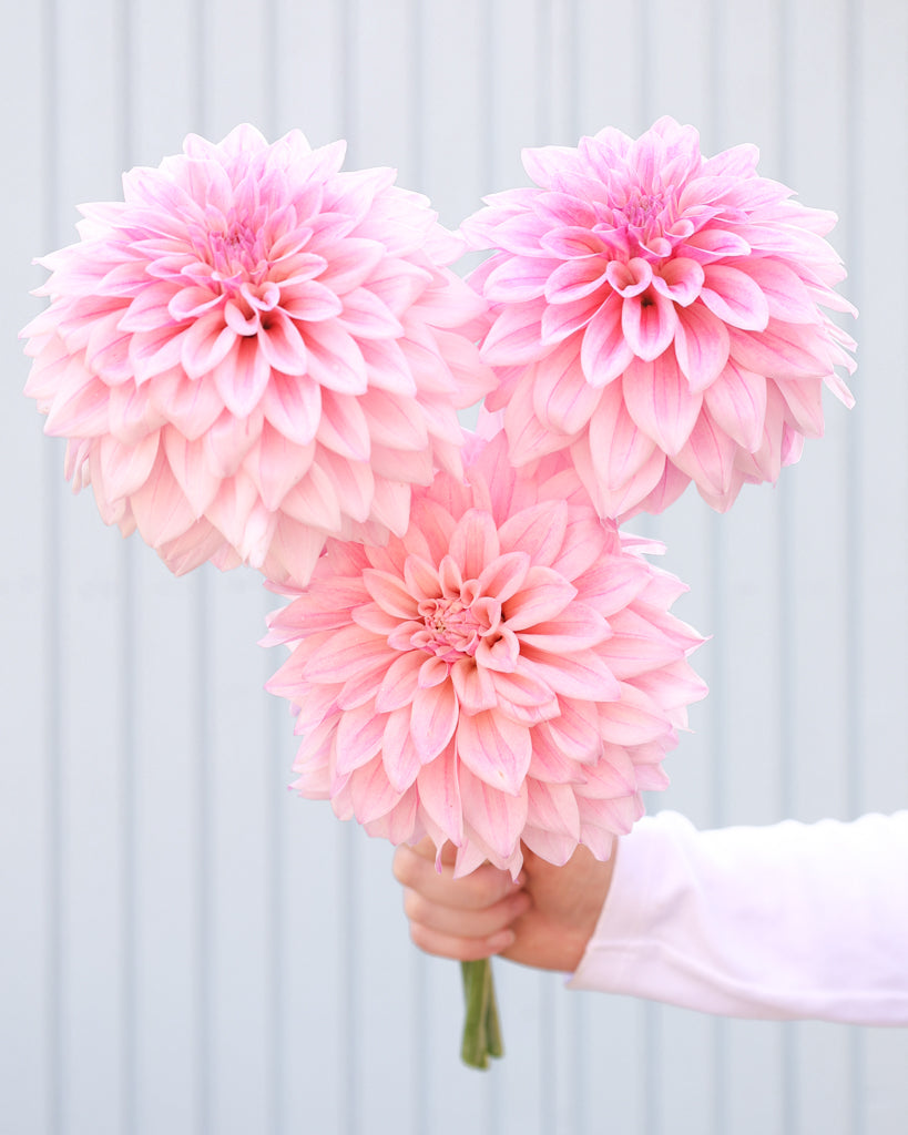 Ein Strauß Dahlien mit Blüten der Sorte KAs Mocha Jake vor einem hellblauen Hintergrund.