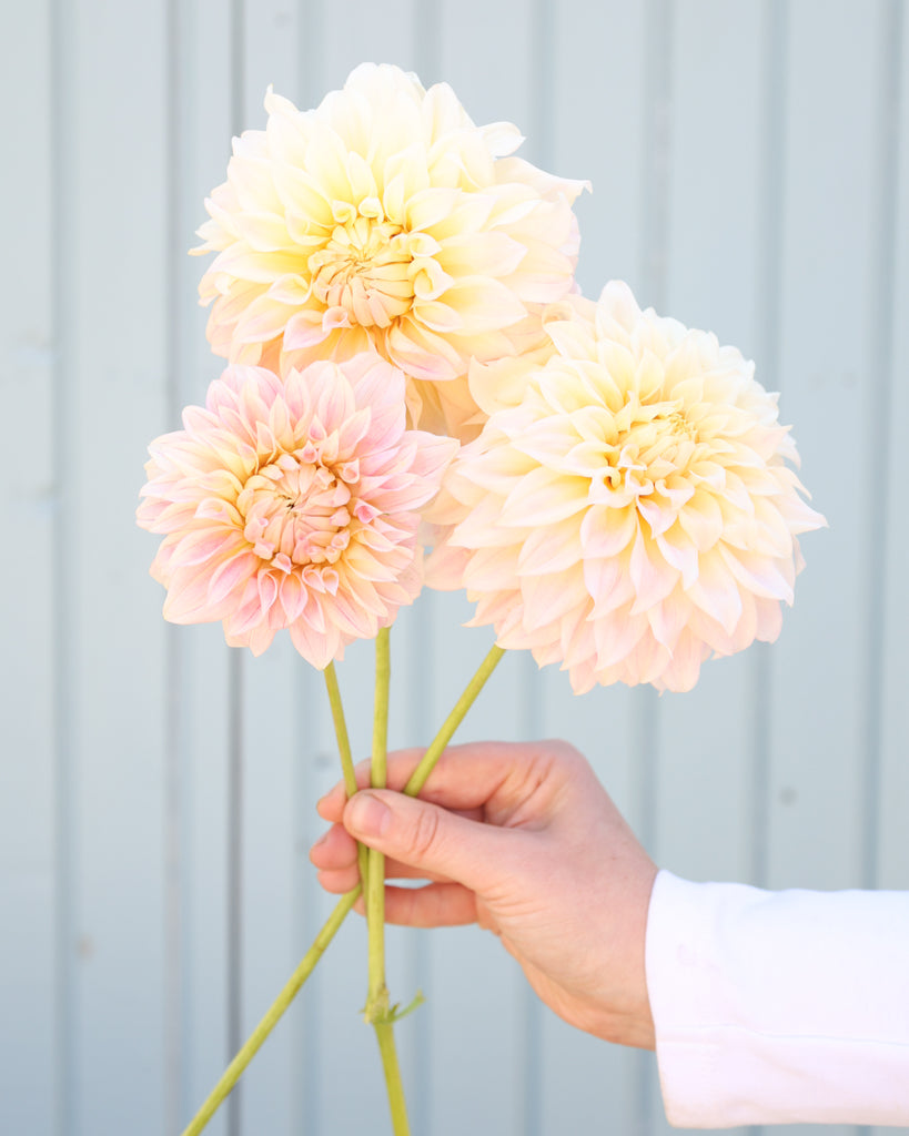 Drei Dahlienblüten der Sorte KAs Mocha Maya vor einem hellblauen HIntergrund.