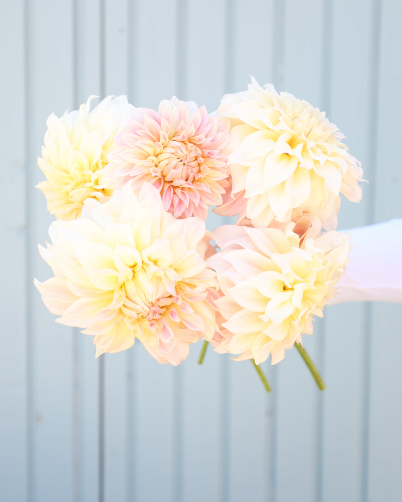 Fünf Dahlienblüten der Sorte KAs Mocha Maya vor einem hellblauen HIntergrund.
