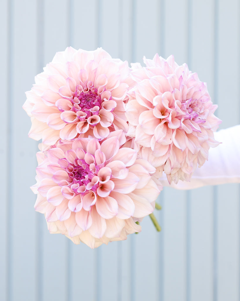 Drei Dahlienblüten der Sorte KAs Pearl vor einem hellblauen Hintergrund.