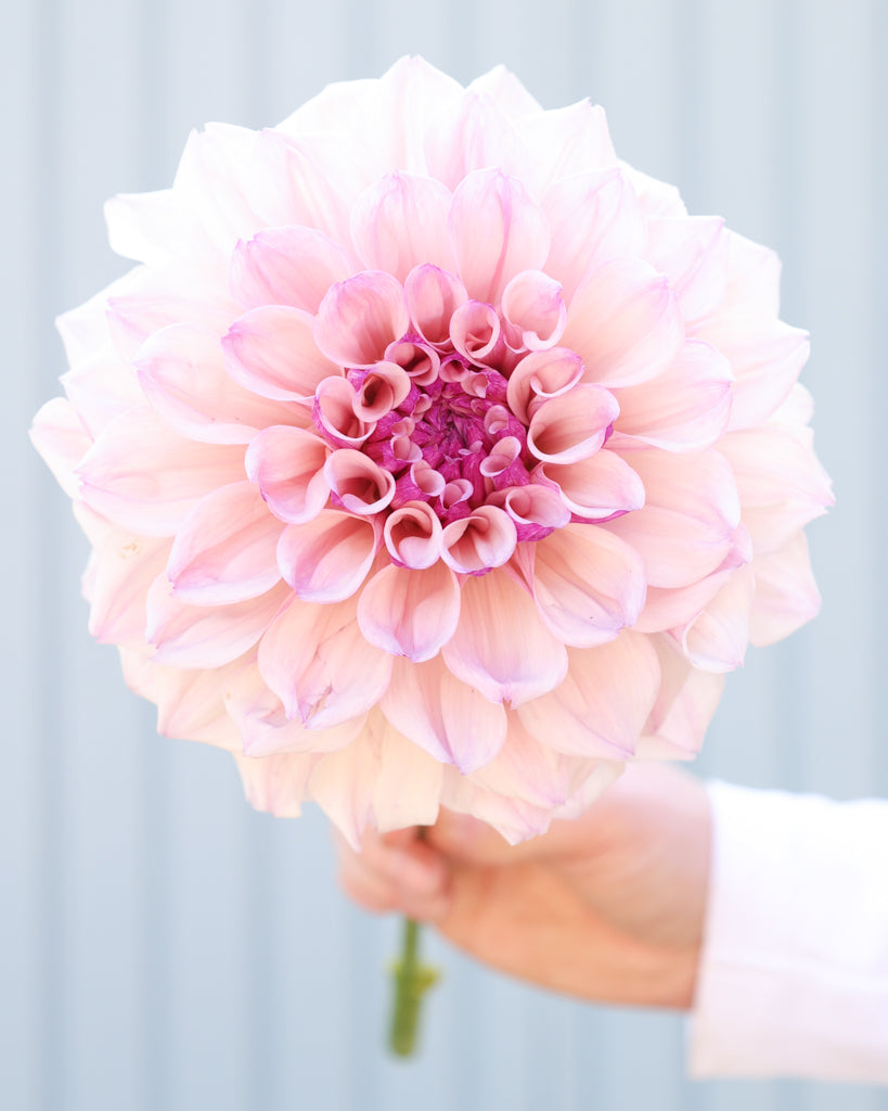 Eine Dahlienblüte der Sorte KAs Pearl vor einem hellblauen Hintergrund.