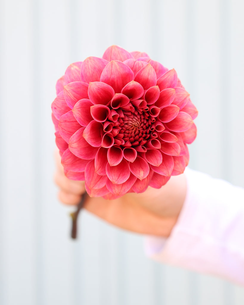 Eine Dahlienbluete der Sorte KA Rosie Jo vor einem hellblauen Hintergrund.