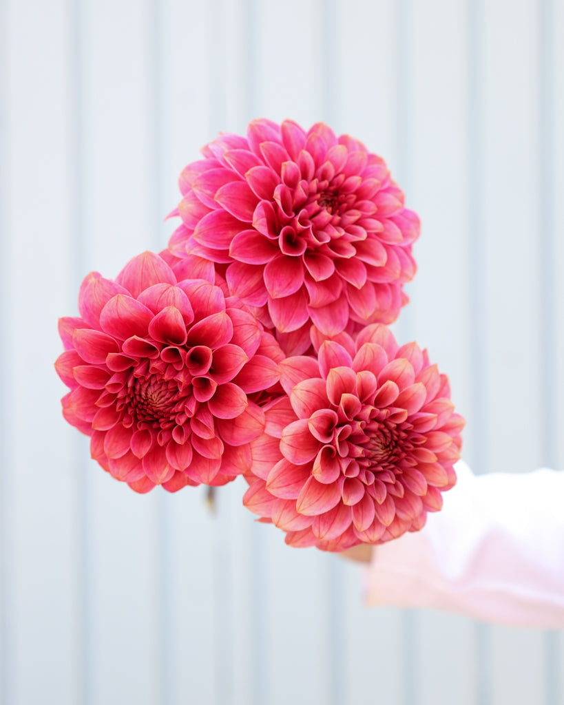 Drei Dahlienblueten der Sorte KA Rosie JO vor einem hellblauen Hintergrund.