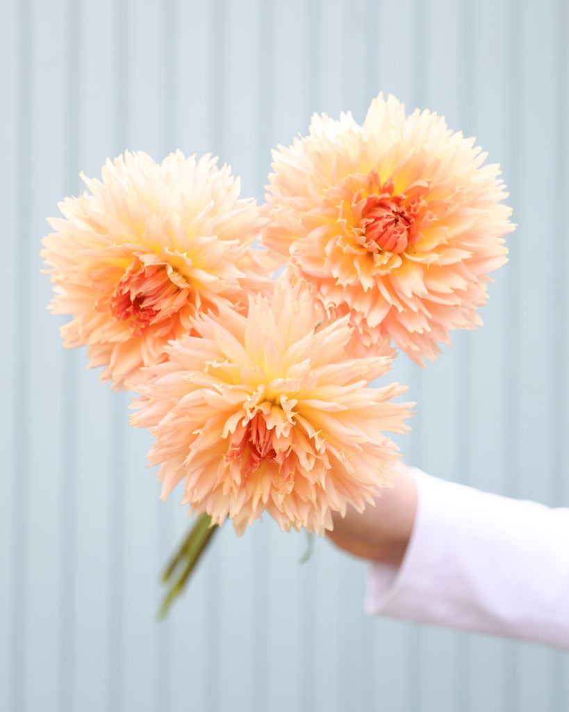 Ein Strauß Dahlien der Sorte Lakeview Peach Fuzz vor einem hellblauen Hintergrund.