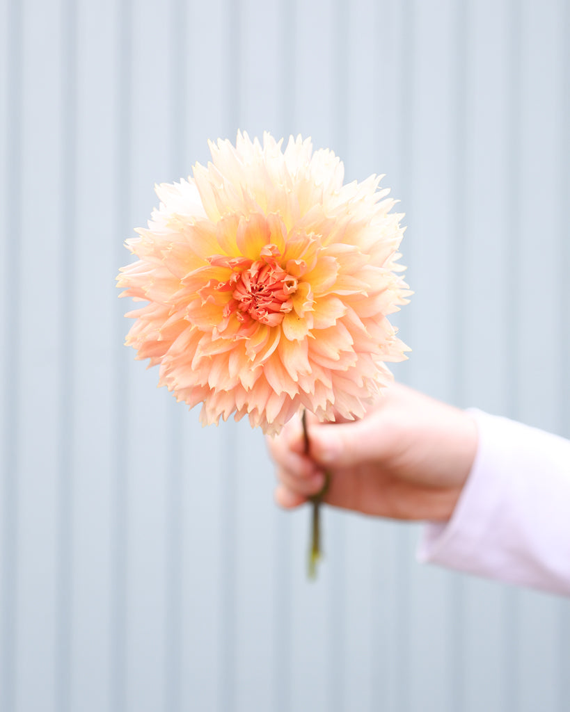 Eine Dahlienbluete der Sorte Lakeview Peach Fuzz vor einem hellblauen Hintergrund.