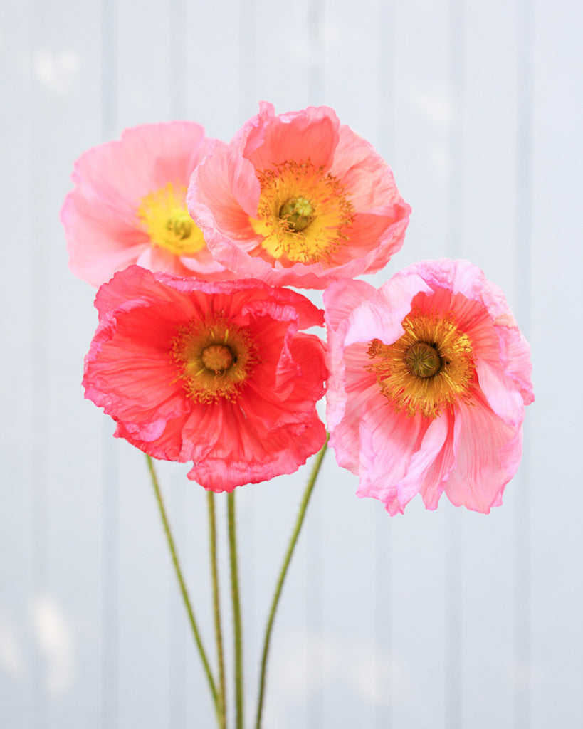 Islandmohn Colibri® Ciclamino mit rosa- und apricotfarbenen Blüten und gelber Mitte