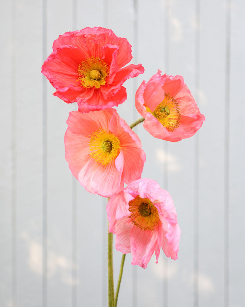 Islandmohn Colibri® Ciclamino mit rosa- und apricotfarbenen Blüten und gelber Mitte
