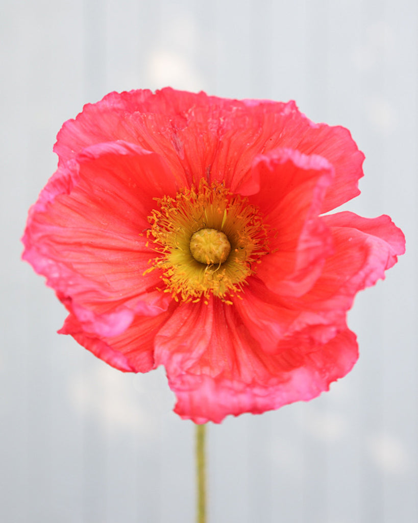 Islandmohn Colibri® Ciclamino mit rosa- und apricotfarbenen Blüten und gelber Mitte