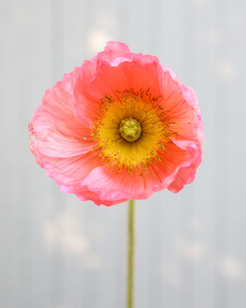 Islandmohn Colibri® Ciclamino mit rosa- und apricotfarbenen Blüten und gelber Mitte