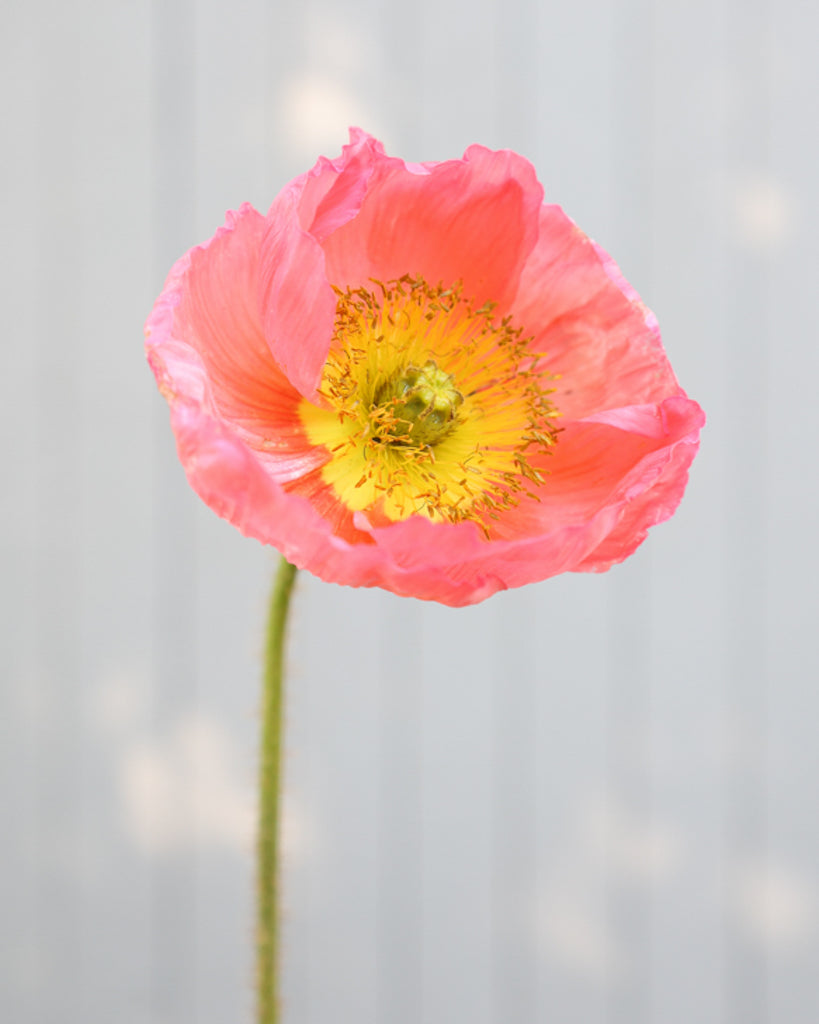 Islandmohn Colibri® Ciclamino mit rosa- und apricotfarbenen Blüten und gelber Mitte