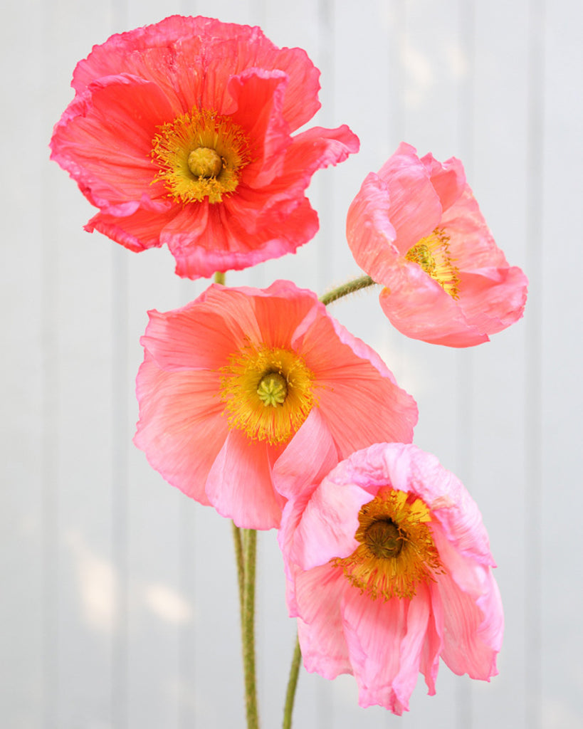 Islandmohn Colibri® Ciclamino mit rosa- und apricotfarbenen Blüten und gelber Mitte