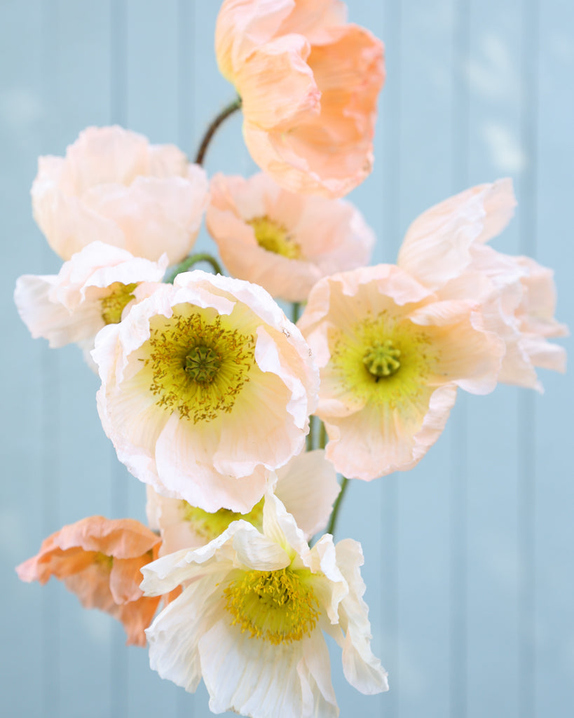 Islandmohn Colibri® Rosa Chiaro mit Blüten sanften Rosé mit Nuancen von Apricot und zartem Creme und gelber Mitte