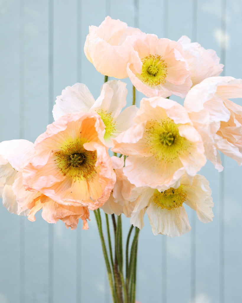 Islandmohn Colibri® Rosa Chiaro mit Blüten sanften Rosé mit Nuancen von Apricot und zartem Creme und gelber Mitte