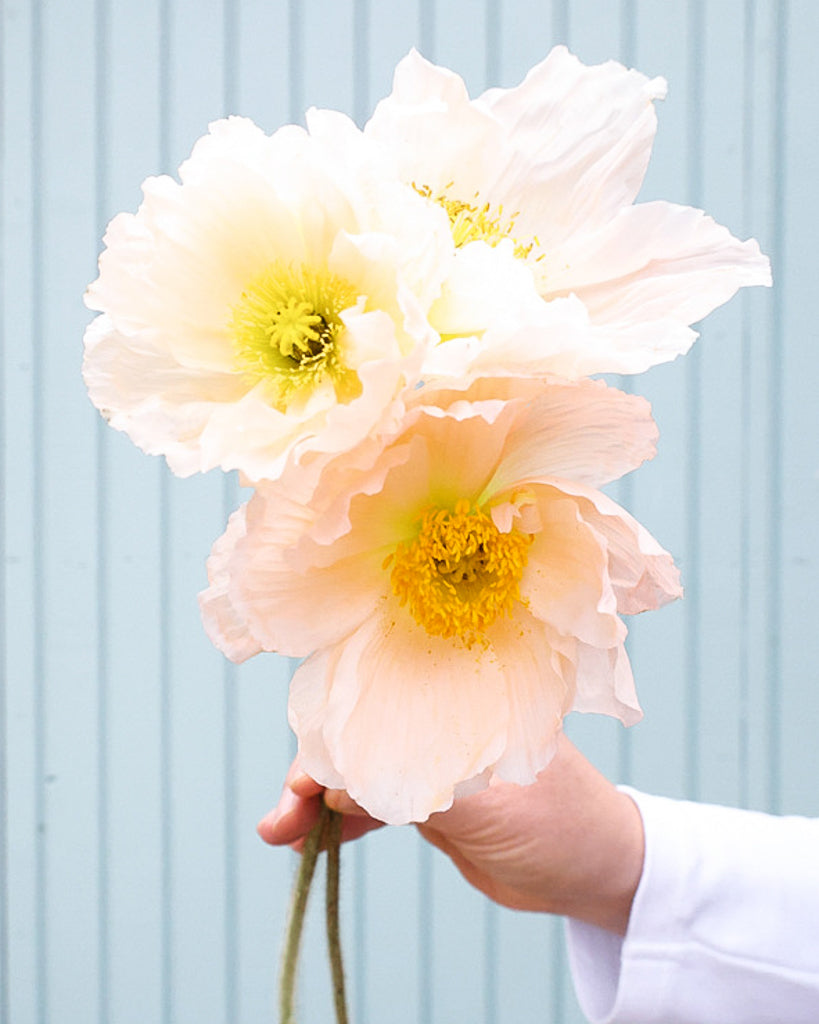 Islandmohn Colibri® Rosa Chiaro mit Blüten sanften Rosé mit Nuancen von Apricot und zartem Creme und gelber Mitte
