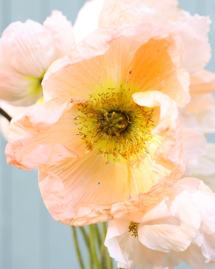 Islandmohn Colibri® Rosa Chiaro mit Blüten sanften Rosé mit Nuancen von Apricot und zartem Creme und gelber Mitte