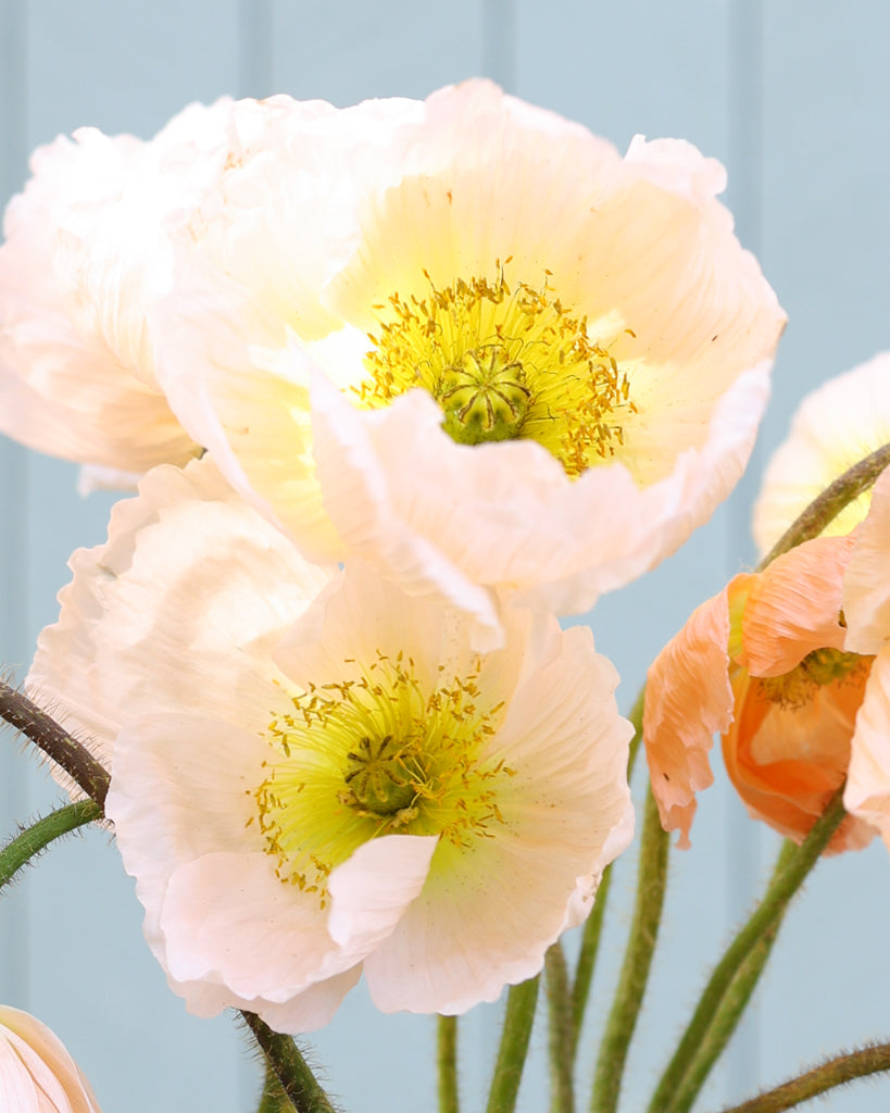 Islandmohn Colibri® Rosa Chiaro mit Blüten sanften Rosé mit Nuancen von Apricot und zartem Creme und gelber Mitte