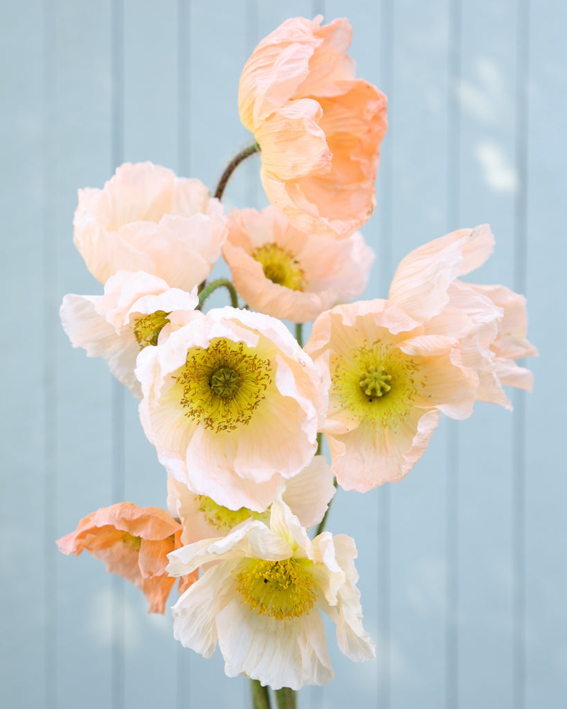 Islandmohn Colibri® Rosa Chiaro mit Blüten sanften Rosé mit Nuancen von Apricot und zartem Creme und gelber Mitte