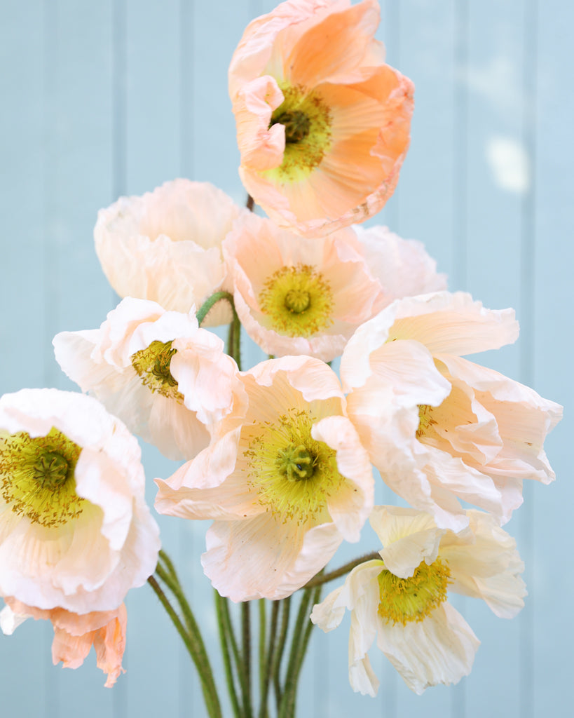 Islandmohn Colibri® Rosa Chiaro mit Blüten sanften Rosé mit Nuancen von Apricot und zartem Creme und gelber Mitte