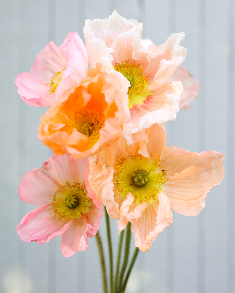 Islandmohn Colibri® Rosa Intenso Salmonato mit lachsfarbenen Blüten in verschiedenen Rosanuancen und gelber Mitte