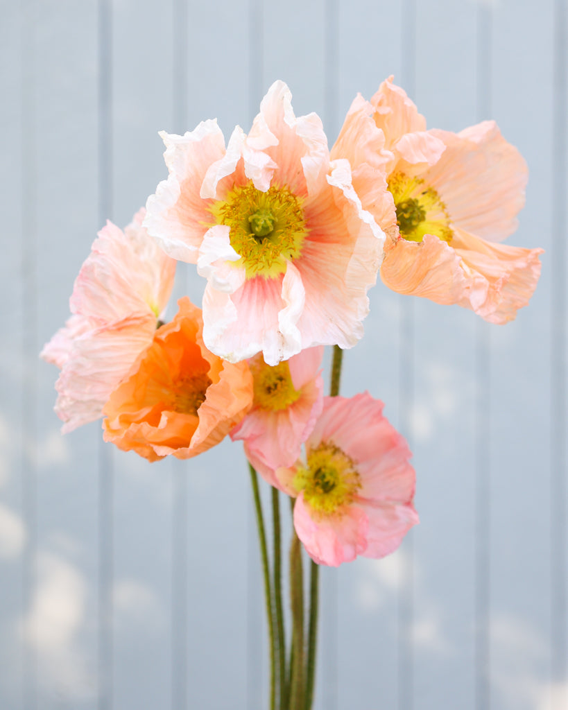 Islandmohn Colibri® Rosa Intenso Salmonato mit lachsfarbenen Blüten in verschiedenen Rosanuancen und gelber Mitte