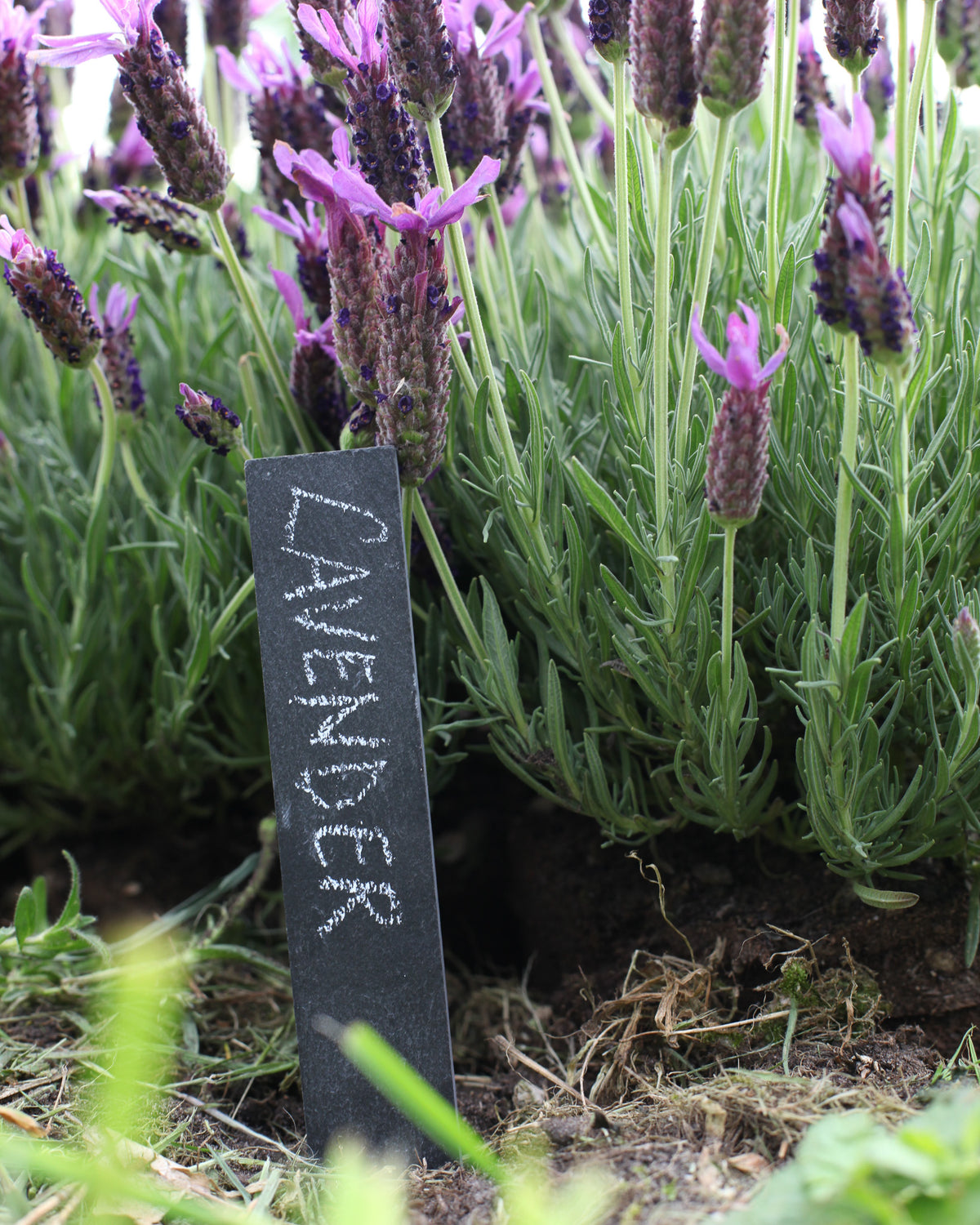 Pflanzschilder aus Schiefer im Beet mit Lavendel – wetterfeste Pflanzetiketten 6er Set von Gartenzauber