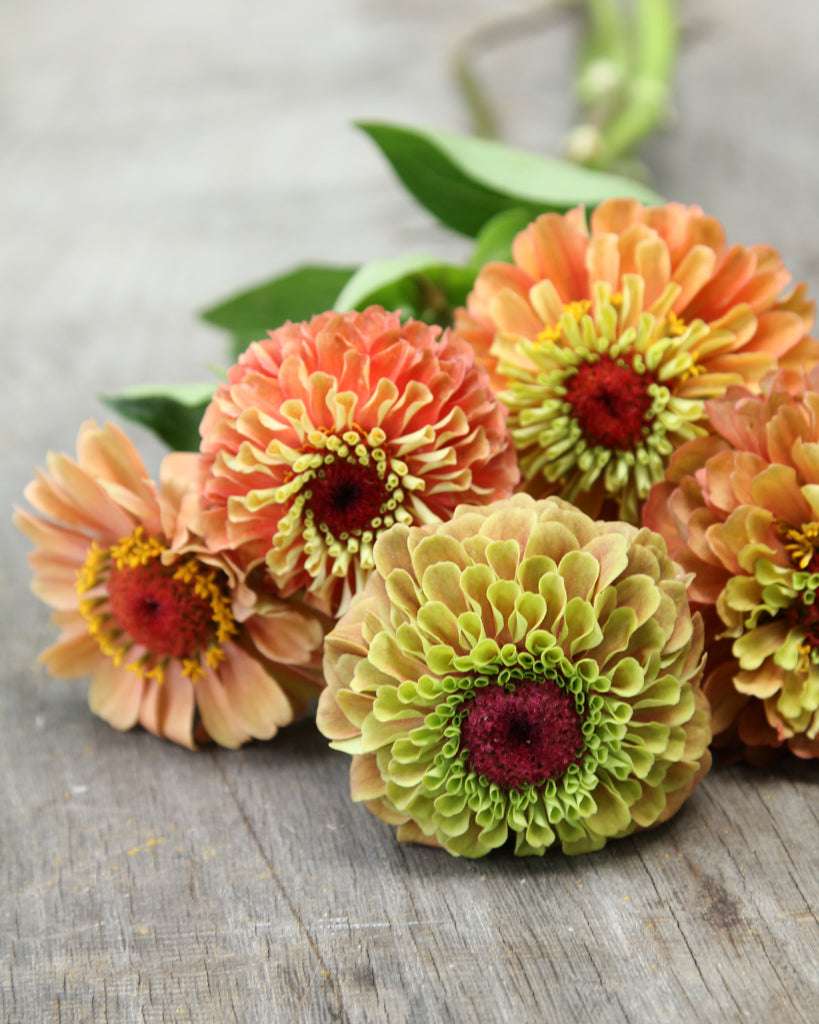 Zinnienblüten "Queen Lime Orange" mit orangefarbenen und limonengrünen Blütenblättern, auf einer Holzoberfläche liegend.