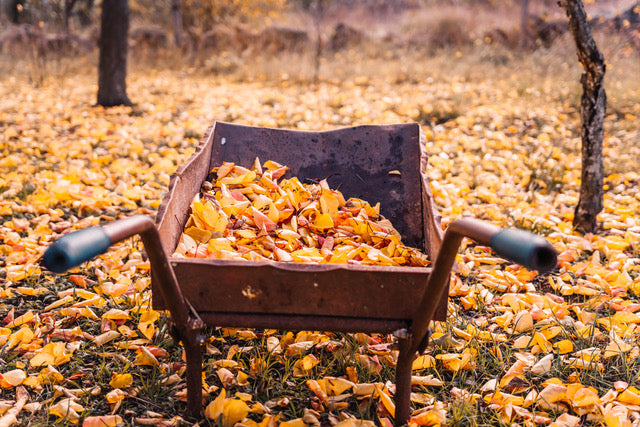 Alte Schubkarre voller gelber und orangefarbener Herbstblätter im Garten.