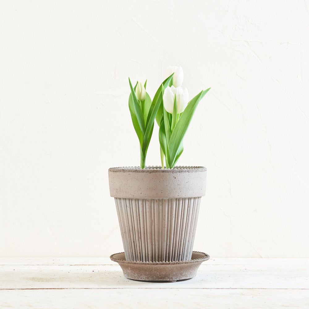 Tontopf Simona Grau Ø 16 cm von Bergs Potter mit weißen Tulpen – handgefertigt aus Ton
