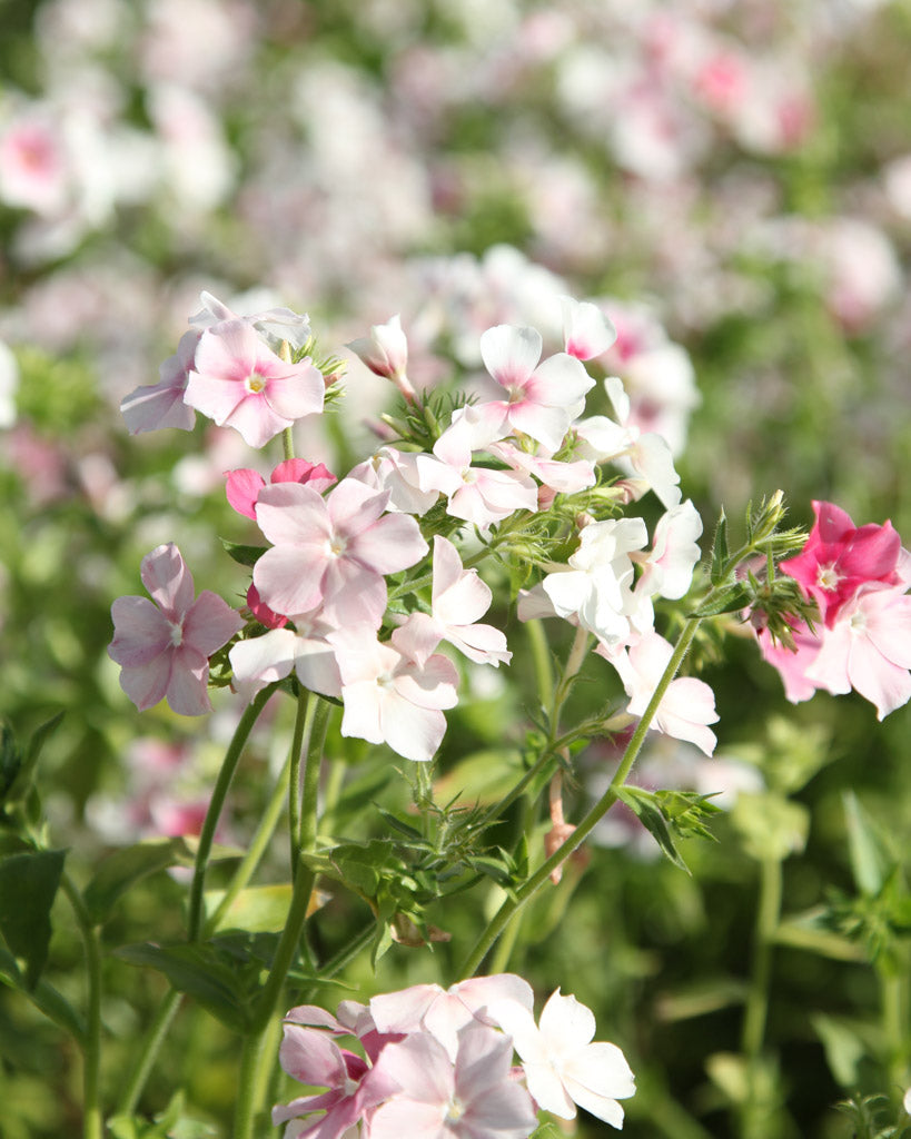 Bluehende Pflanze Sommerphlox - Phlox drummondii 'Blushing Bride' aus der Gartenzauber-Saatgutserie