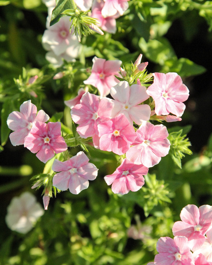 Bluehende Pflanze Sommerphlox - Phlox drummondii 'Blushing Bride' aus der Gartenzauber-Saatgutserie