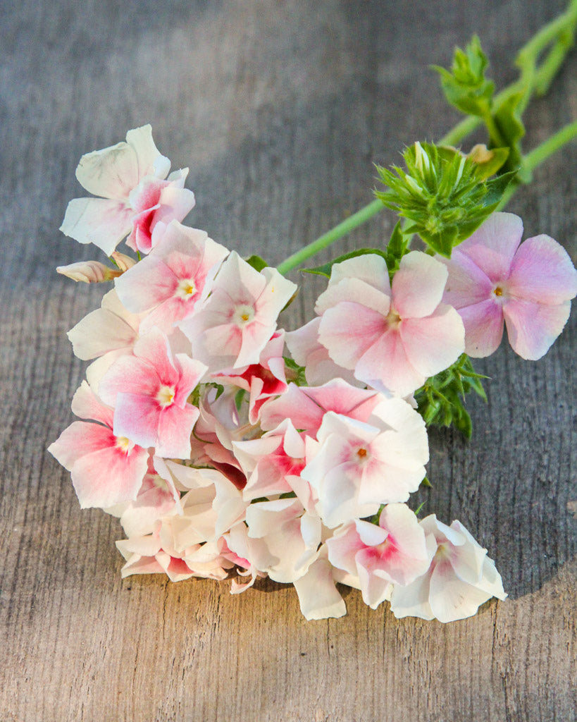 Bluehende Pflanze Sommerphlox - Phlox drummondii 'Blushing Bride' aus der Gartenzauber-Saatgutserie