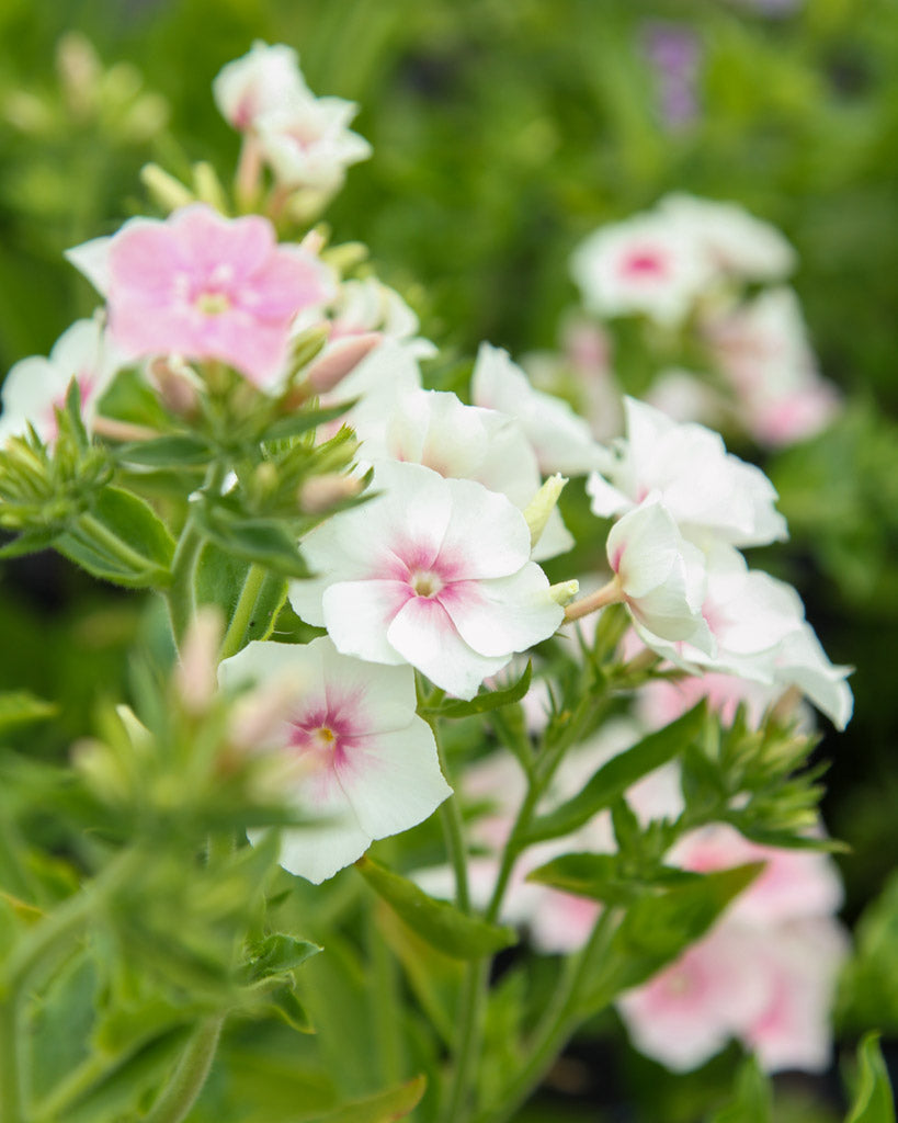 Bluehende Pflanze Sommerphlox - Phlox drummondii 'Blushing Bride' aus der Gartenzauber-Saatgutserie