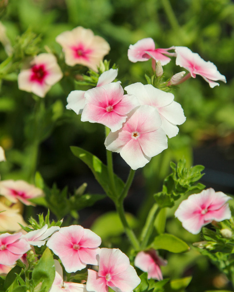 Bluehende Pflanze Sommerphlox - Phlox drummondii 'Blushing Bride' aus der Gartenzauber-Saatgutserie