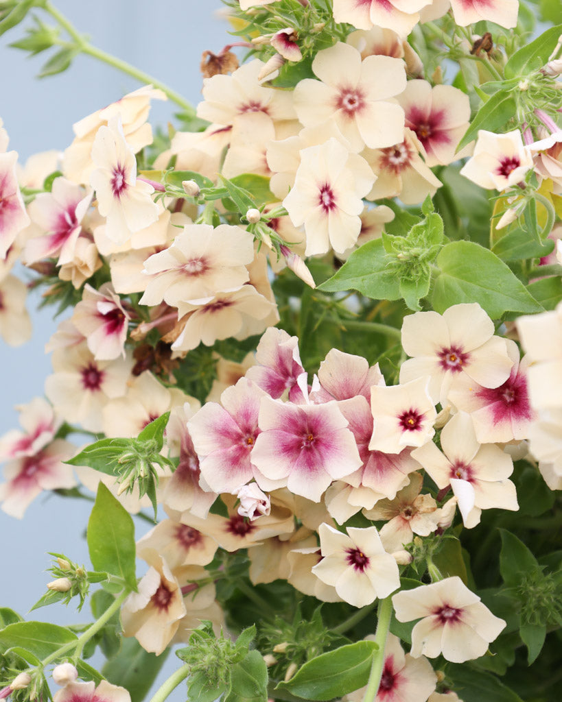 Bluehende Pflanze Sommerphlox - Phlox drummondii  'Cherry Caramel' aus der Gartenzauber-Saatgutserie