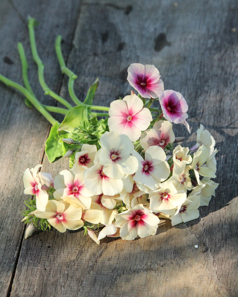 Bluehende Pflanze Sommerphlox - Phlox drummondii  'Cherry Caramel' aus der Gartenzauber-Saatgutserie