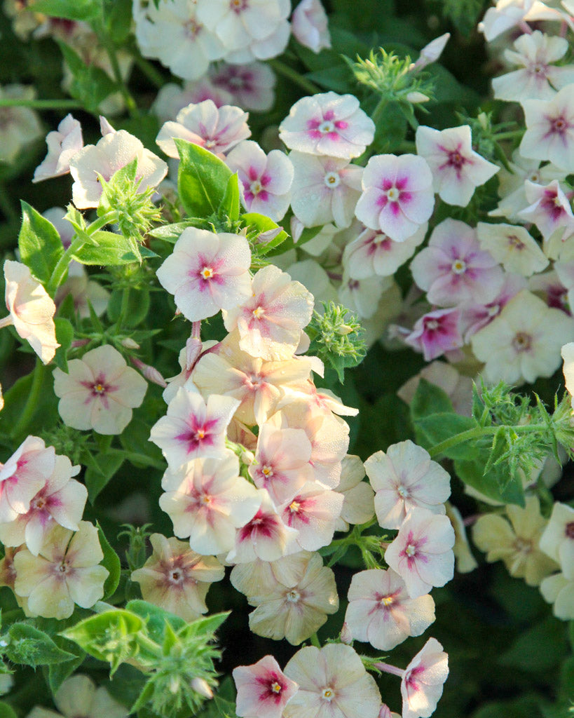 Bluehende Pflanze Sommerphlox - Phlox drummondii  'Cherry Caramel' aus der Gartenzauber-Saatgutserie