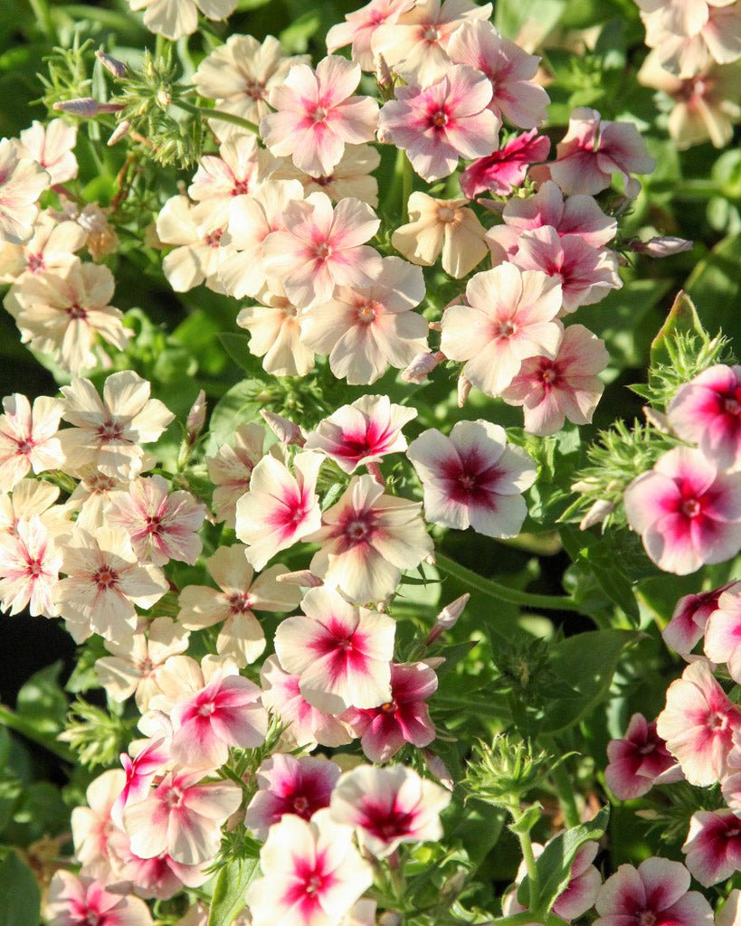 Bluehende Pflanze Sommerphlox - Phlox drummondii  'Cherry Caramel' aus der Gartenzauber-Saatgutserie